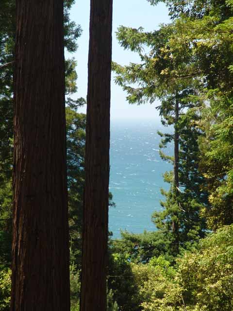 Deep Blue Redwood View