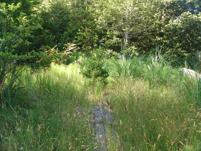 Grassy Field