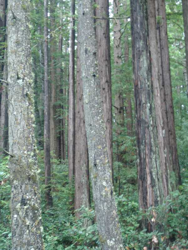Lots of Forest