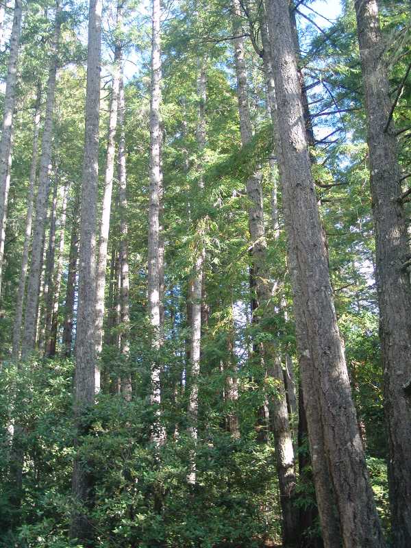 Majestic Forest