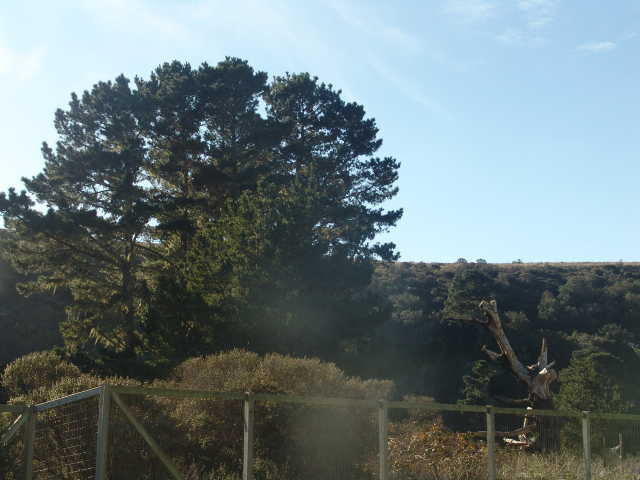 Backyard View