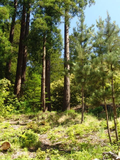 Gentle Up Slope