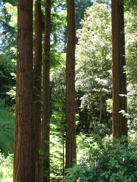 Redwood Grove