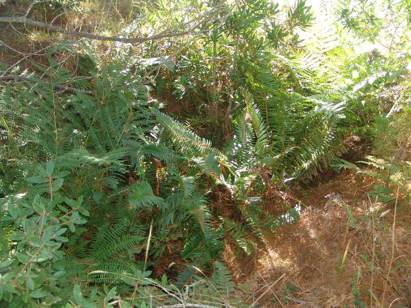 Fern Gully
