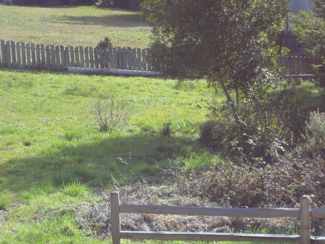 Fence