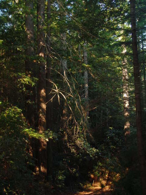 Private Forest Preserve!