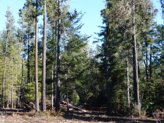 Large Lot