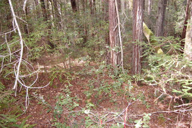 Woodsy Wonderland