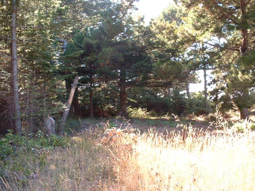 Near the Pond